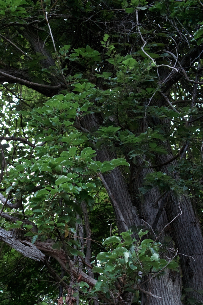 f:id:elmikamino:20150820164141j:image:h500