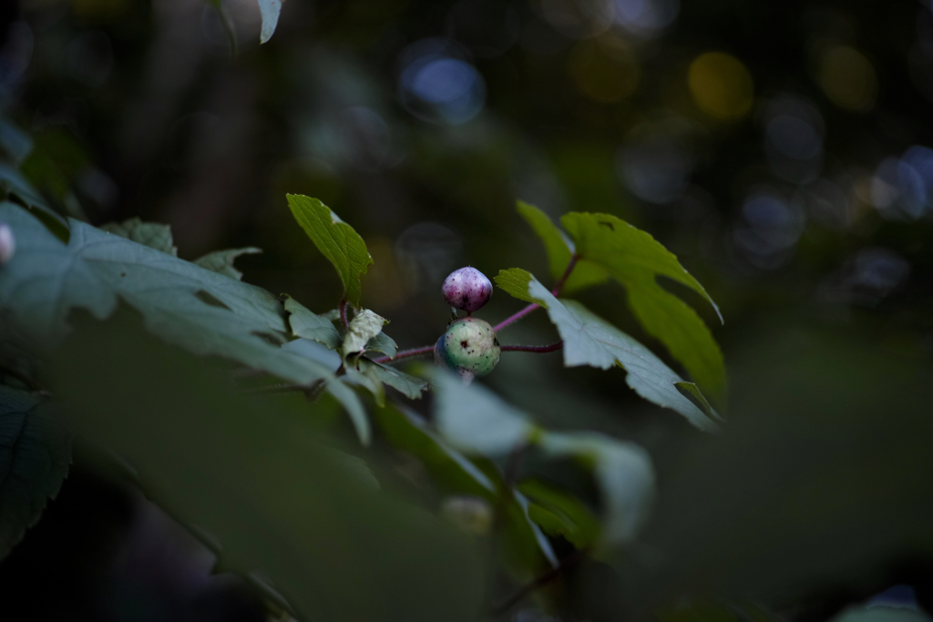 f:id:elmikamino:20150917121807j:image:w500