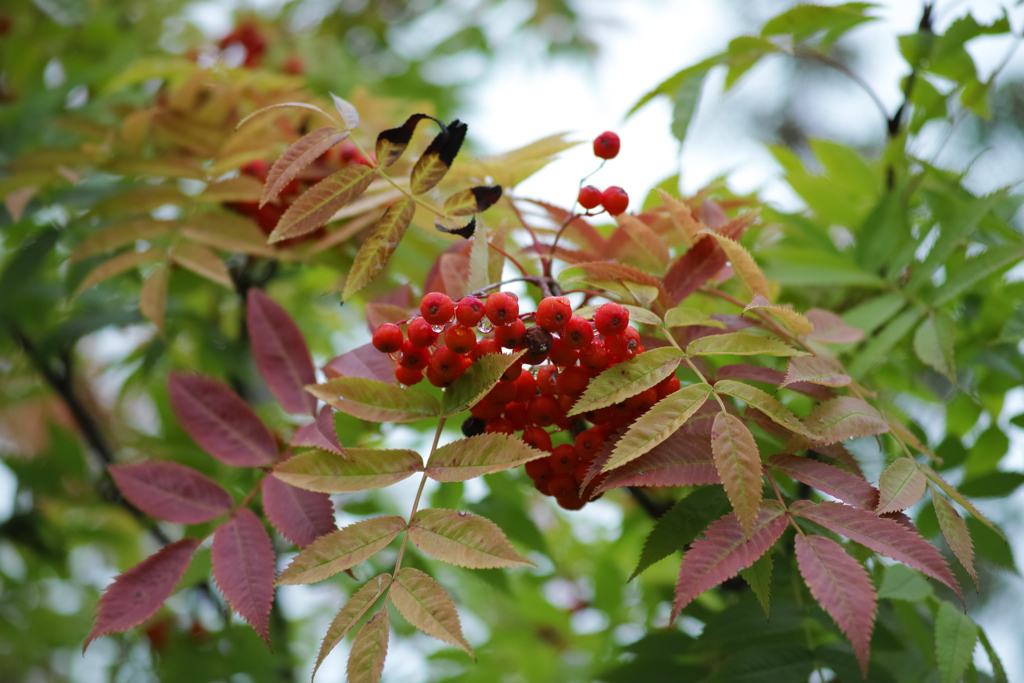 f:id:elmikamino:20150919121004j:image:w500
