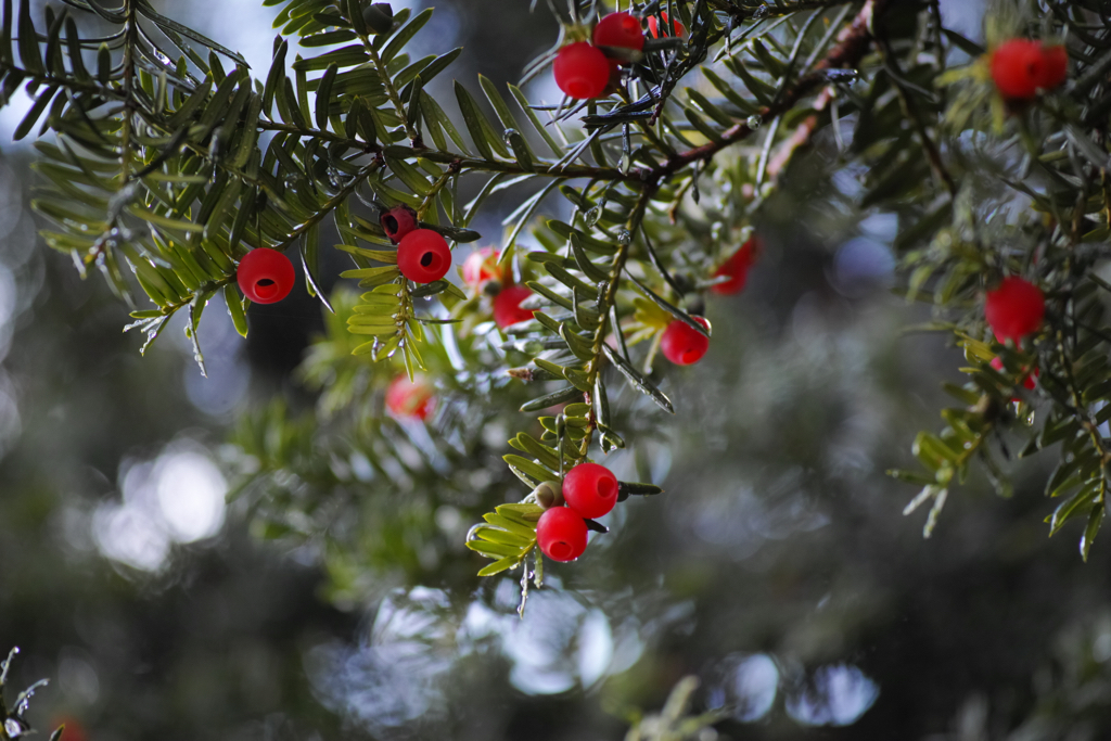 f:id:elmikamino:20150927135306j:image:w500