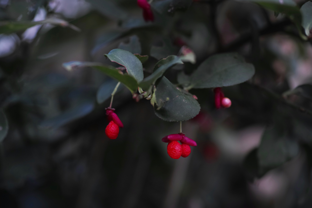 f:id:elmikamino:20151004101404j:image:w500
