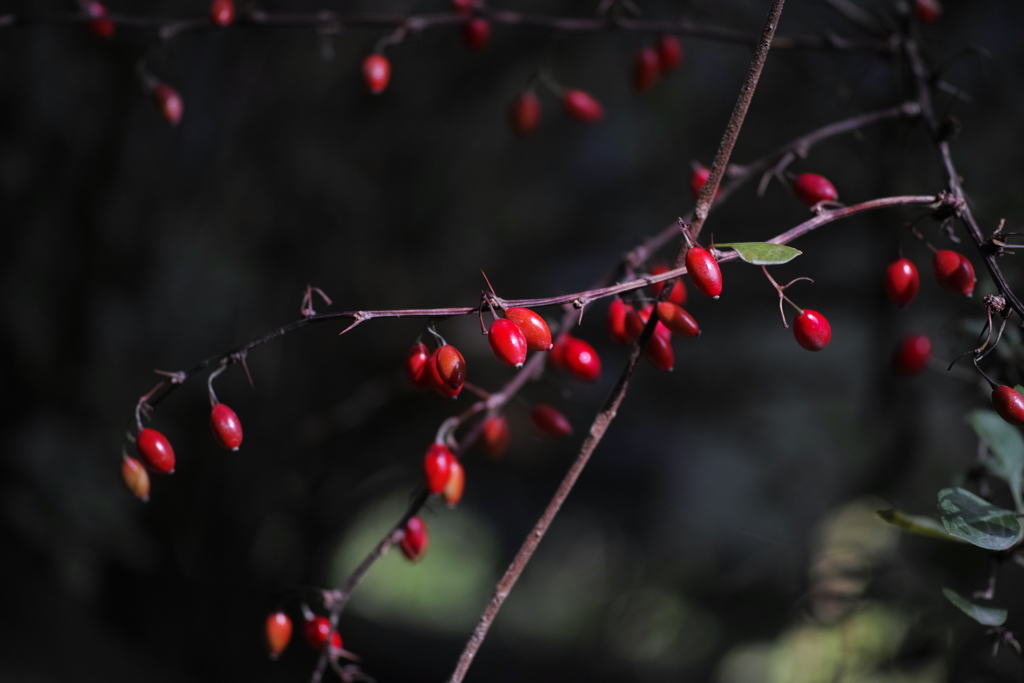 f:id:elmikamino:20151004101543j:image:w500
