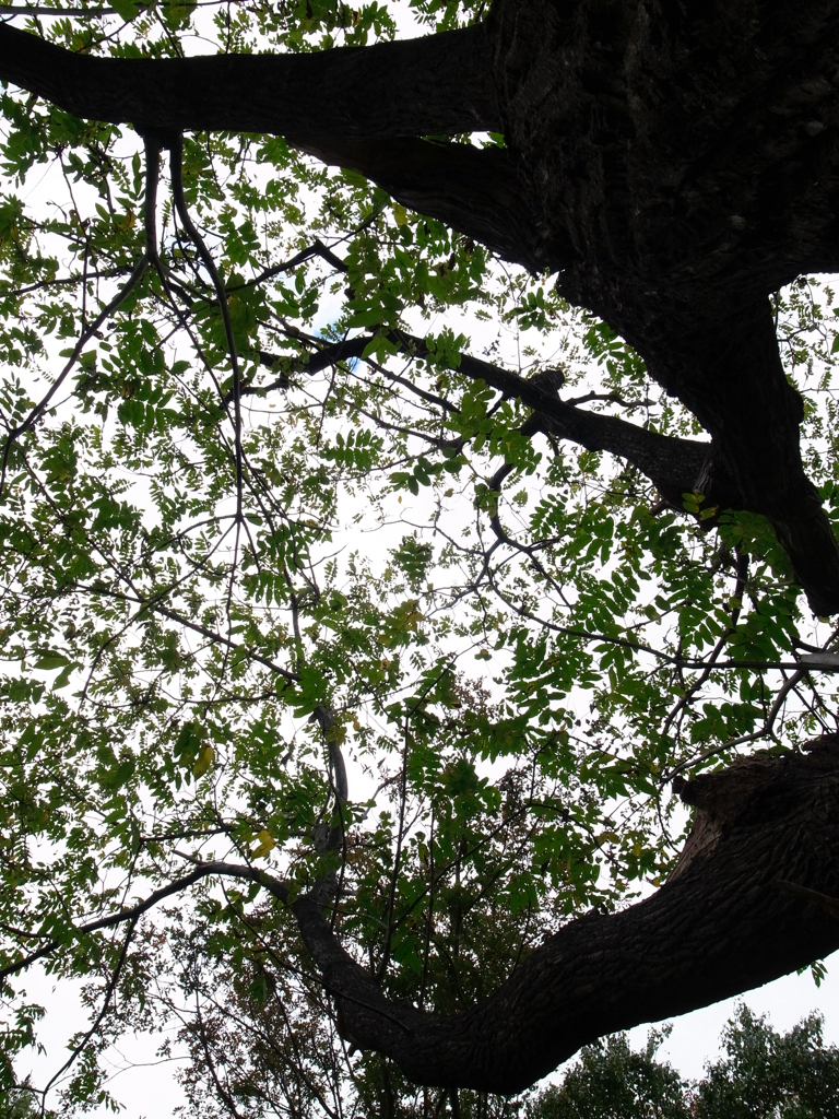 f:id:elmikamino:20151005124032j:image:h500