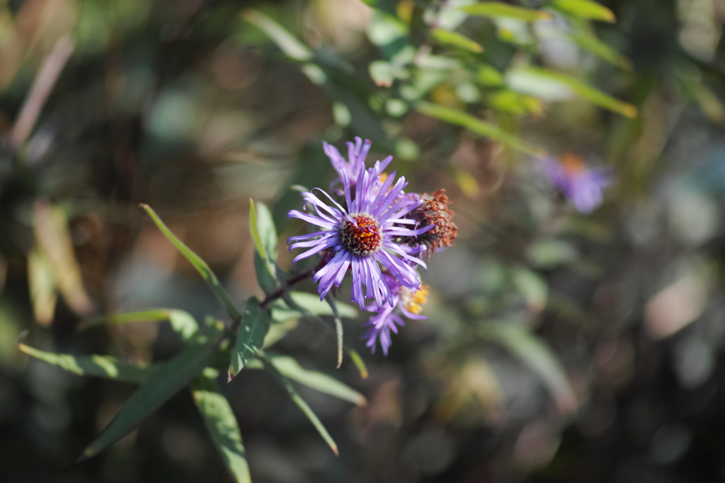 f:id:elmikamino:20151017122603j:image:w500