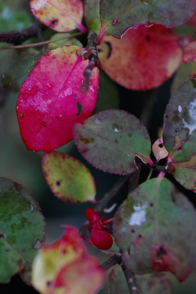 f:id:elmikamino:20151024111830j:image:h500