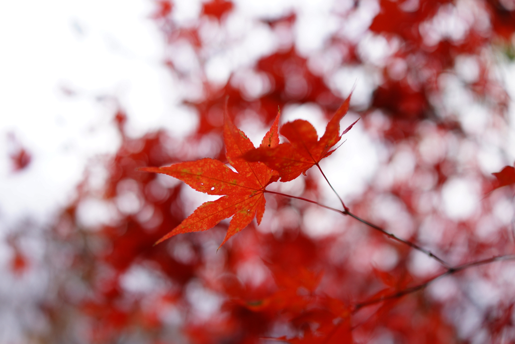 f:id:elmikamino:20151101083555j:image:w500