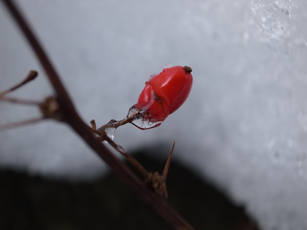 f:id:elmikamino:20151130093948j:image:w500