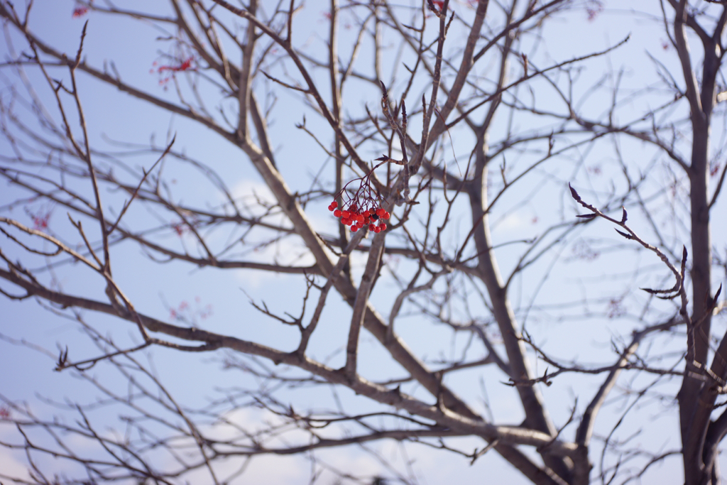 f:id:elmikamino:20151130112800j:image:w500