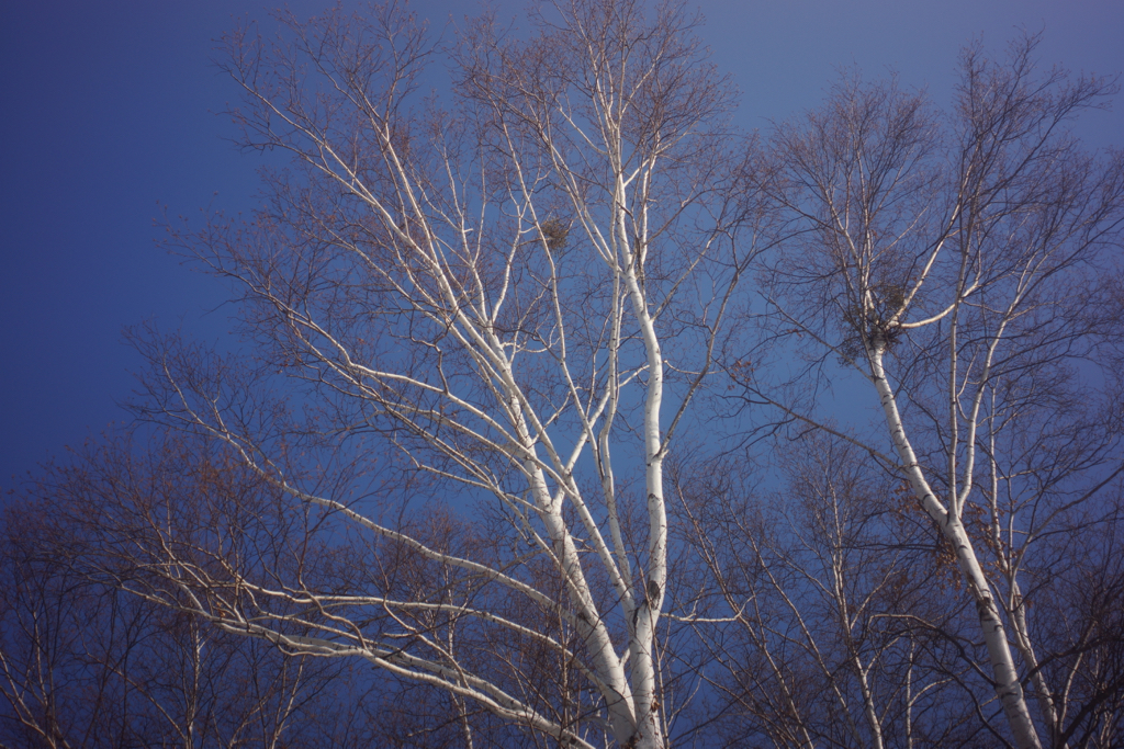 f:id:elmikamino:20151212124347j:image:w500
