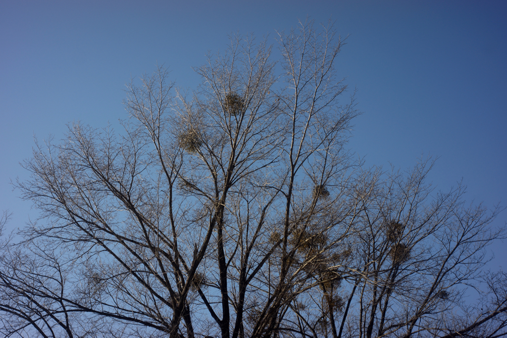 f:id:elmikamino:20151214141724j:image:w500