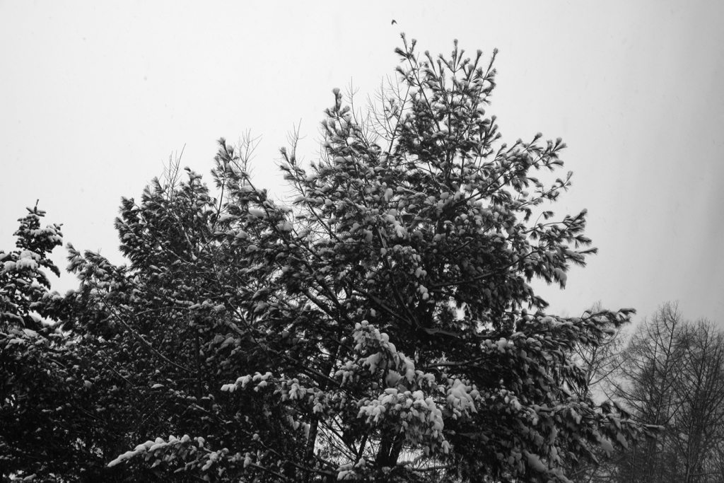 f:id:elmikamino:20151226130356j:image:w500