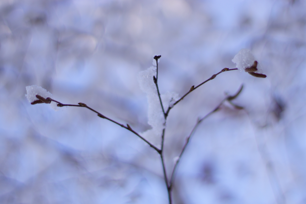 f:id:elmikamino:20160103093235j:image:w500