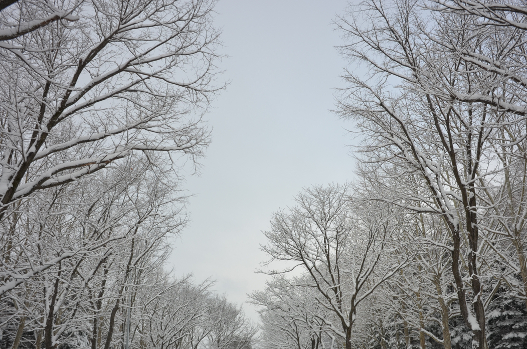 f:id:elmikamino:20160221083933j:image:w500
