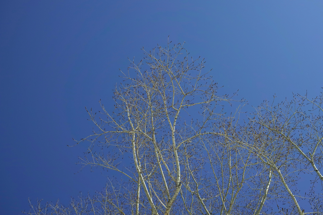f:id:elmikamino:20160305114823j:image:w500