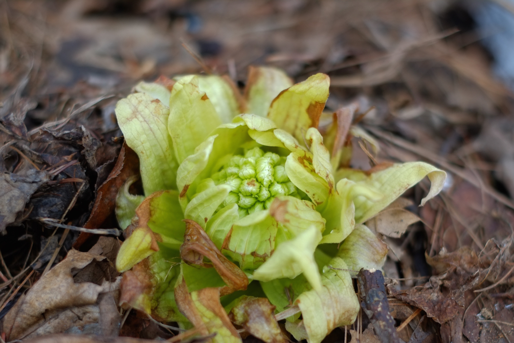 f:id:elmikamino:20160314100957j:image:w500