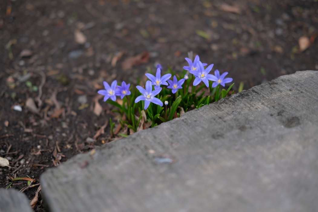 f:id:elmikamino:20160420162308j:image:w500