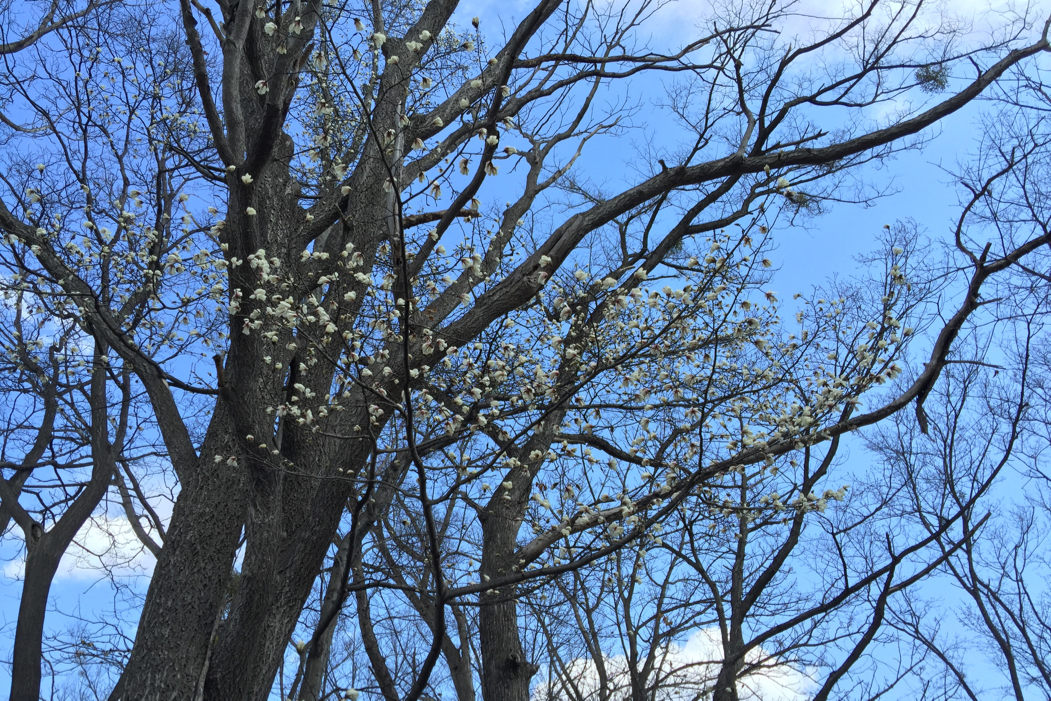 f:id:elmikamino:20160424094539j:image:w500