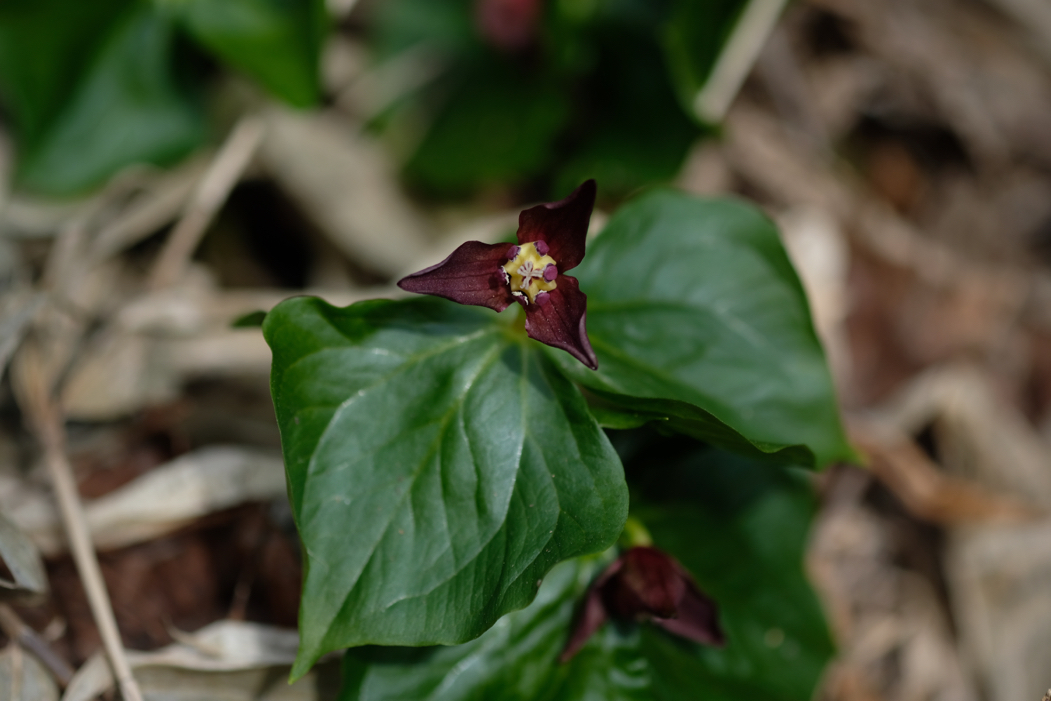 f:id:elmikamino:20160425094515j:image:w500