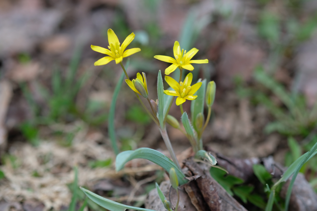 f:id:elmikamino:20160425114213j:image:w500