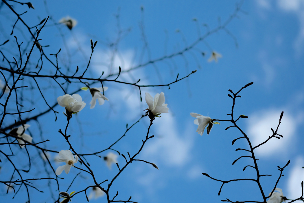 f:id:elmikamino:20160425114933j:image:w500