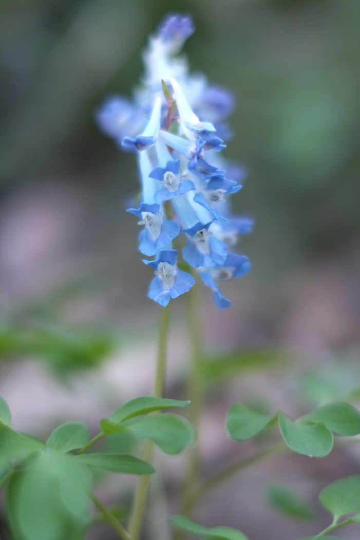 f:id:elmikamino:20160427150426j:image:h500