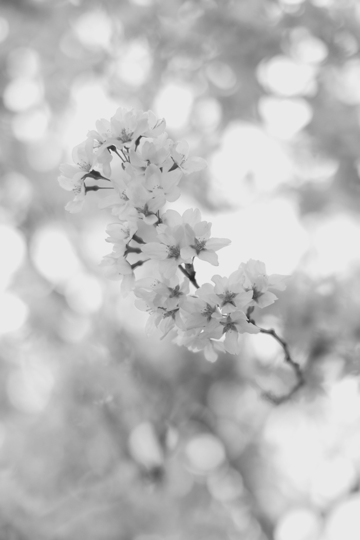 f:id:elmikamino:20160506095748j:image:h500