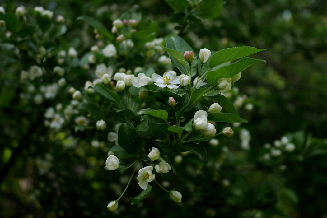 f:id:elmikamino:20160523094121j:image:w500