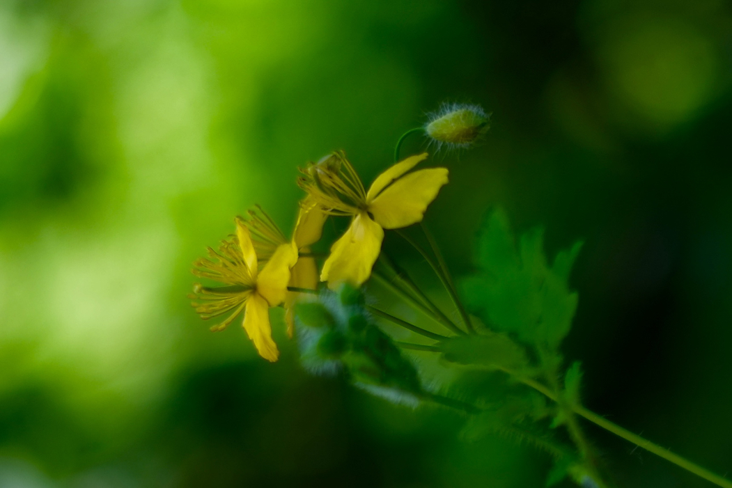 f:id:elmikamino:20160528094236j:image:w500