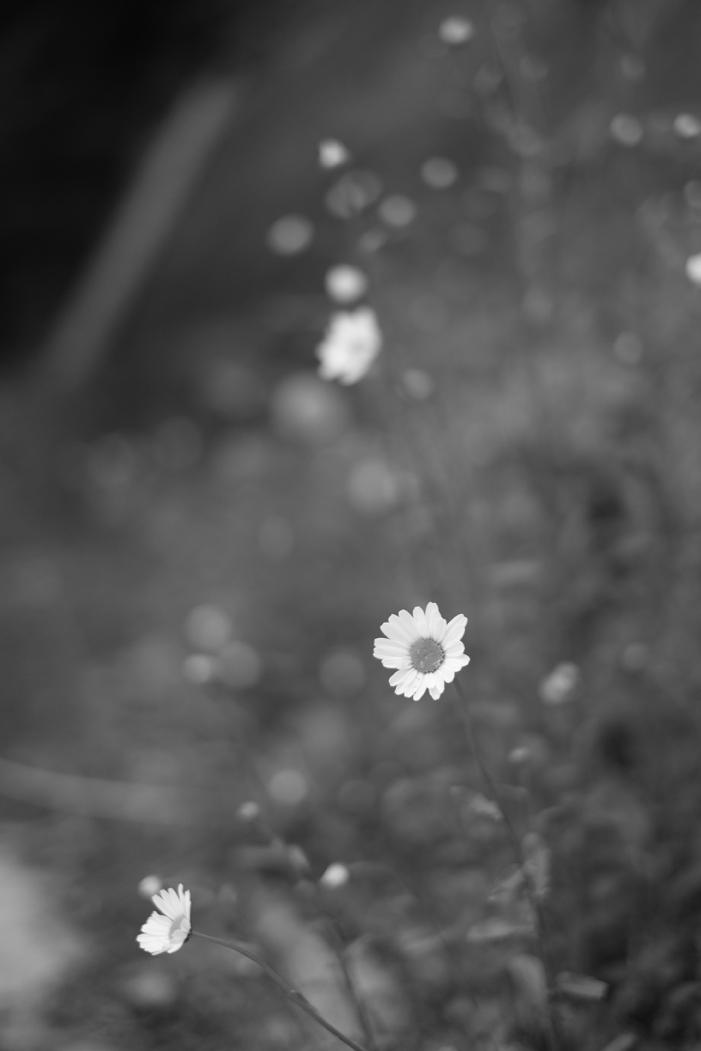 f:id:elmikamino:20160603183254j:image:h500