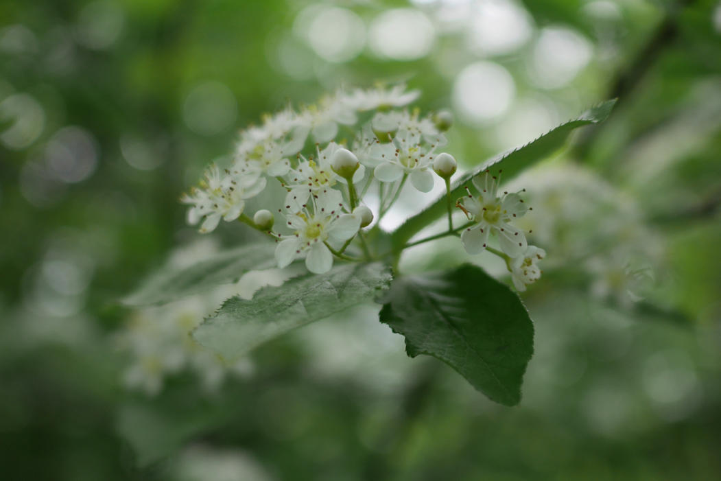 f:id:elmikamino:20160606131825j:image:w500