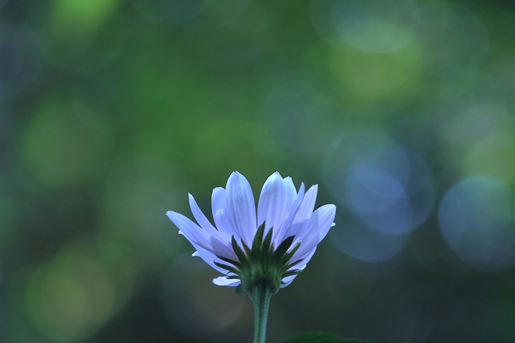 f:id:elmikamino:20160611113445j:image:w500