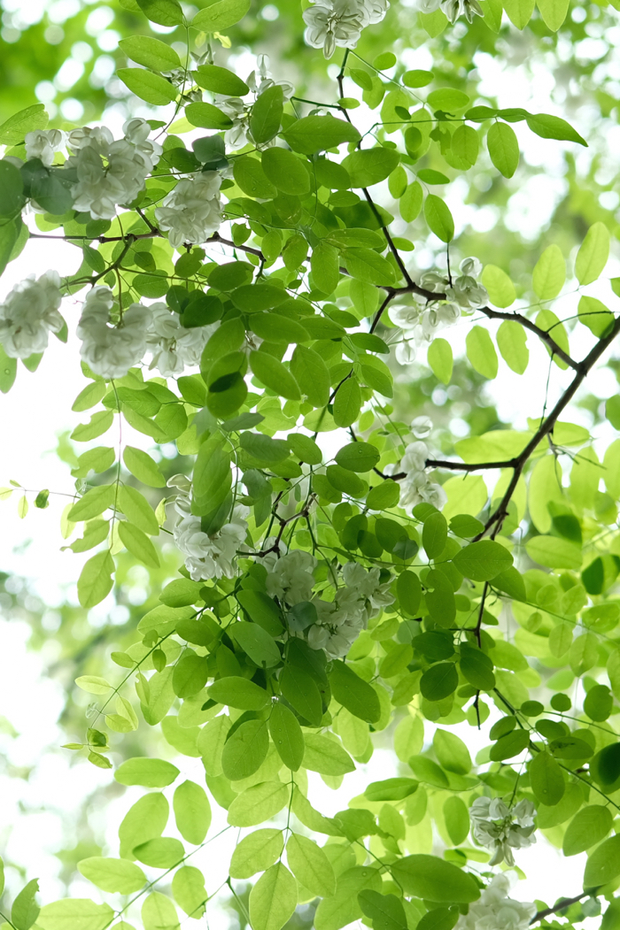 f:id:elmikamino:20160618101304j:image:h500