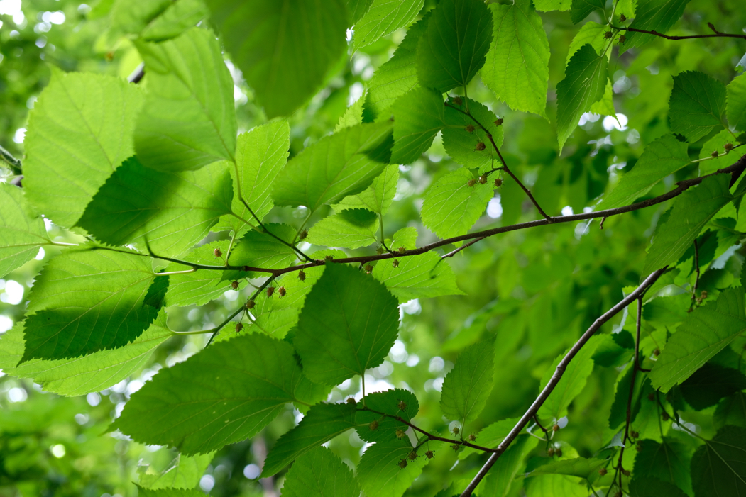 f:id:elmikamino:20160618101602j:image:w500