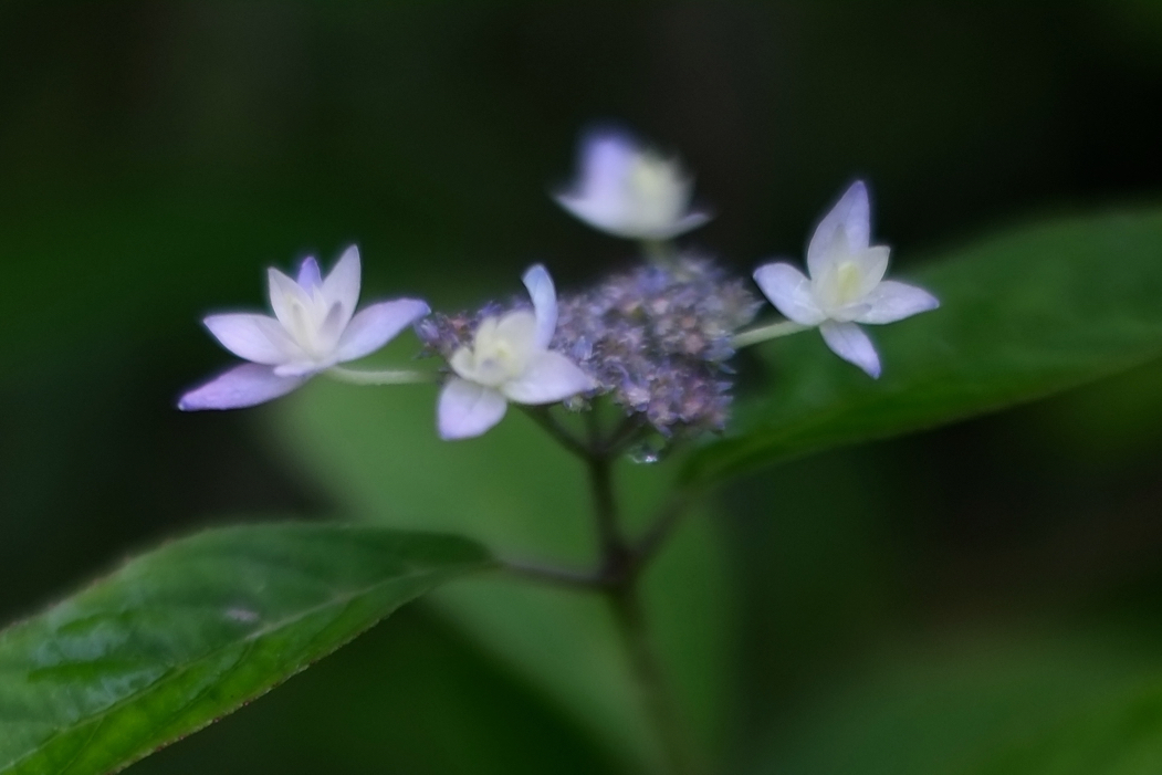 f:id:elmikamino:20160626090032j:image:w500