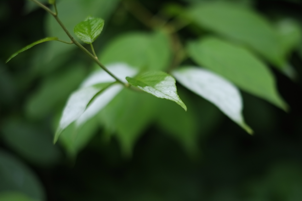 f:id:elmikamino:20160626090803j:image:w500
