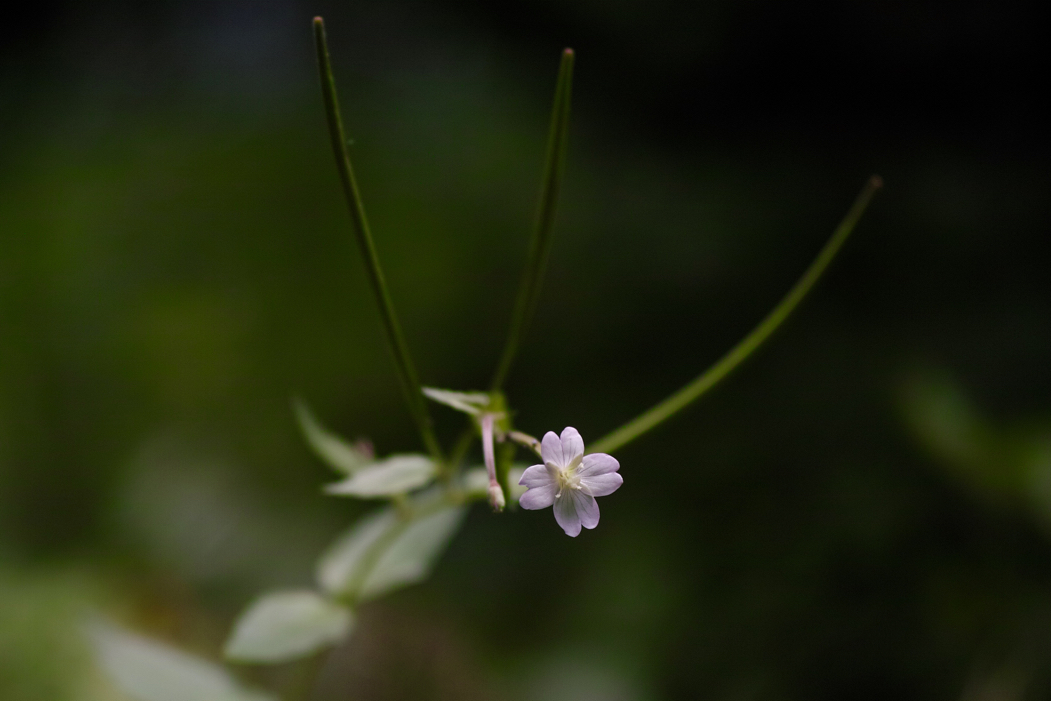 f:id:elmikamino:20160627123658j:image:w500