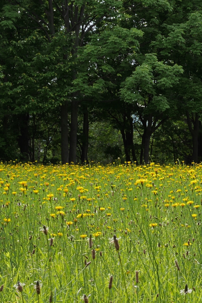 f:id:elmikamino:20160627154031j:image:h500