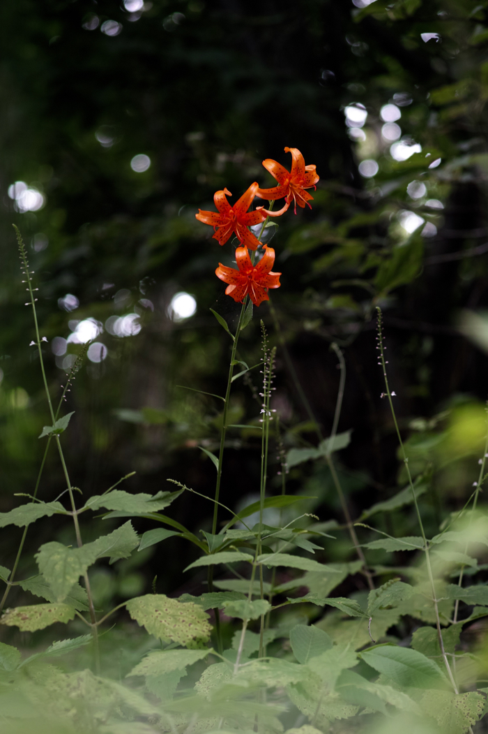 f:id:elmikamino:20160714095115j:image:h500
