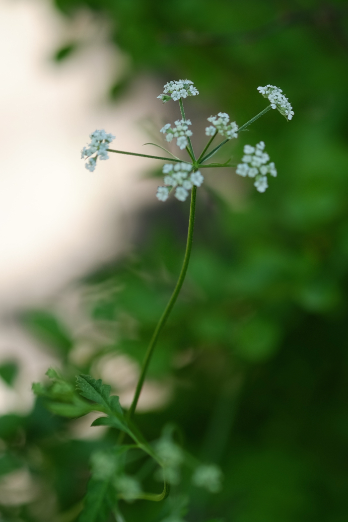 f:id:elmikamino:20160715092343j:image:h500