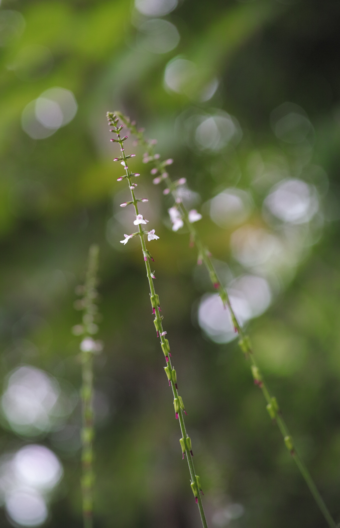 f:id:elmikamino:20160718130220j:image:h500