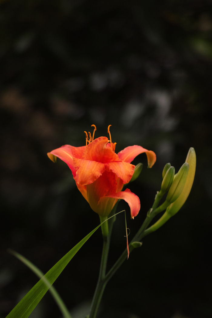 f:id:elmikamino:20160730101303j:image:h500