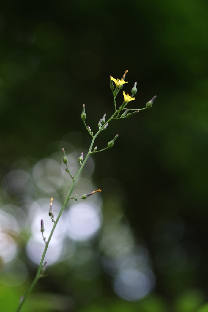 f:id:elmikamino:20160802105055j:image:h500