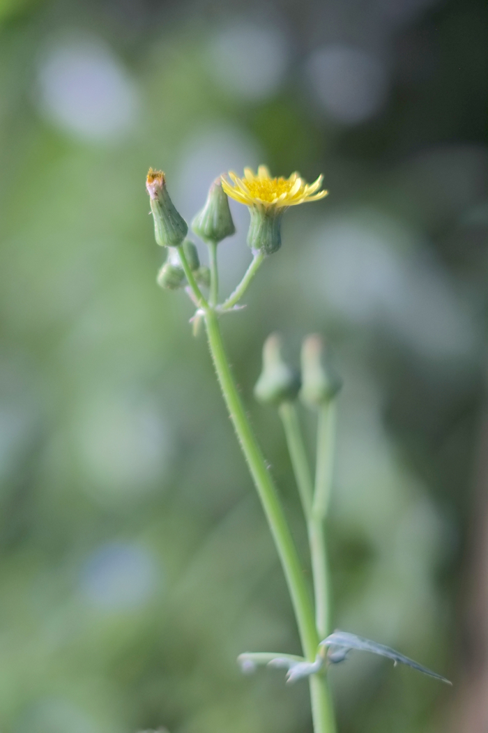 f:id:elmikamino:20160805093601j:image:h500