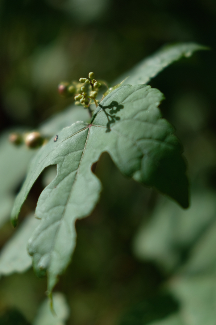 f:id:elmikamino:20160806084237j:image:h500