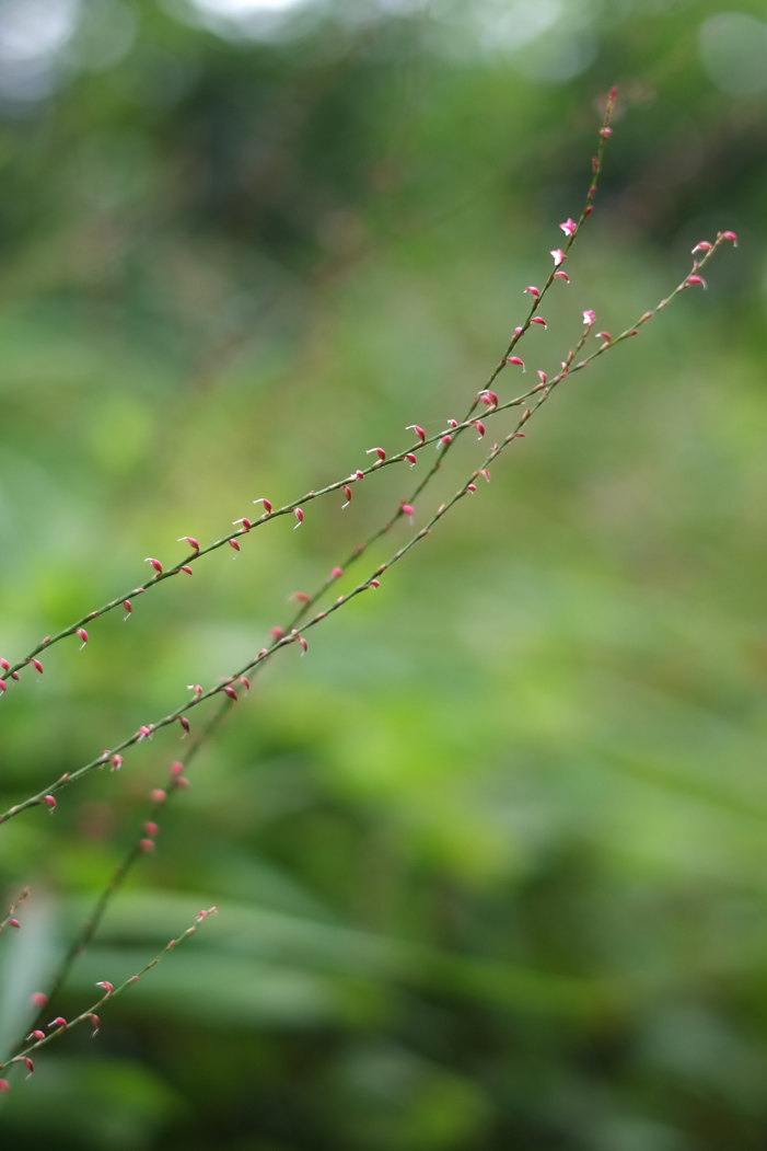 f:id:elmikamino:20160819095651j:image:h500
