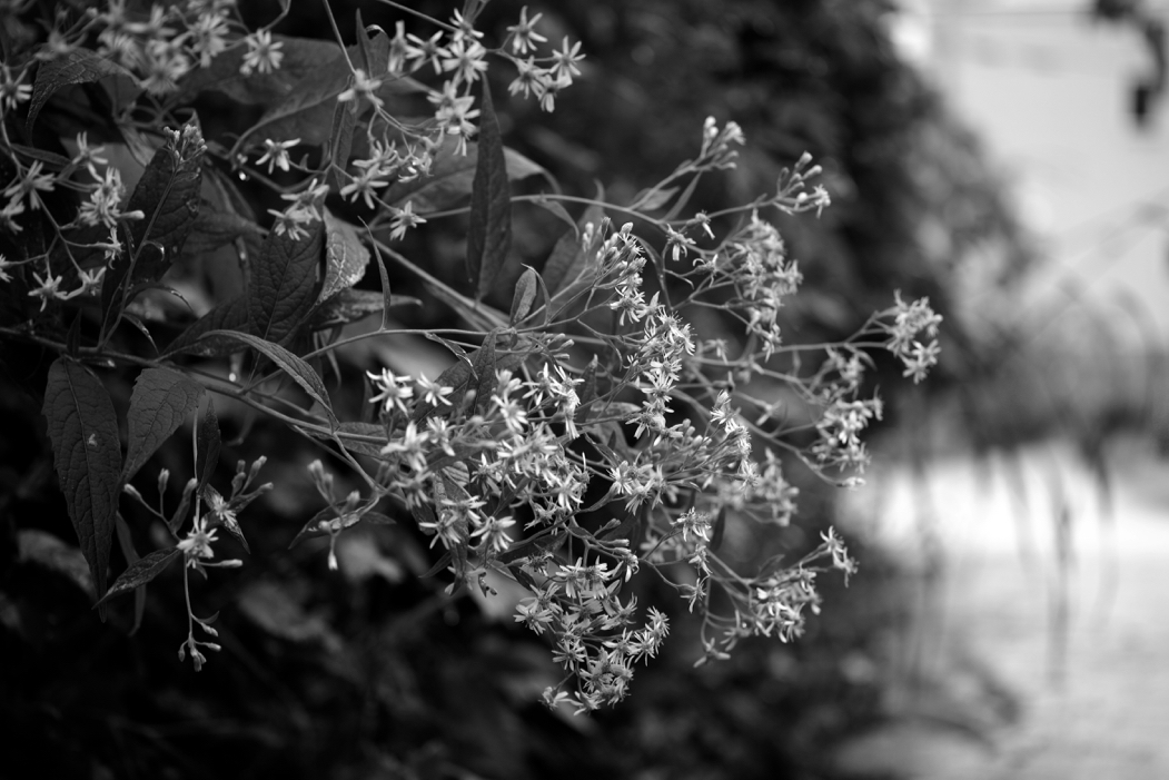 f:id:elmikamino:20160831104046j:image:w500