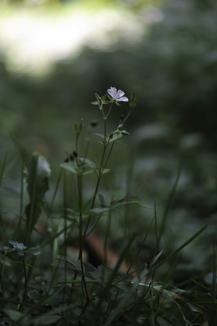 f:id:elmikamino:20160902102711j:image:h500