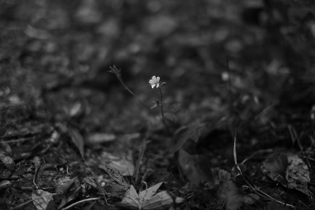f:id:elmikamino:20160919121715j:image:w500