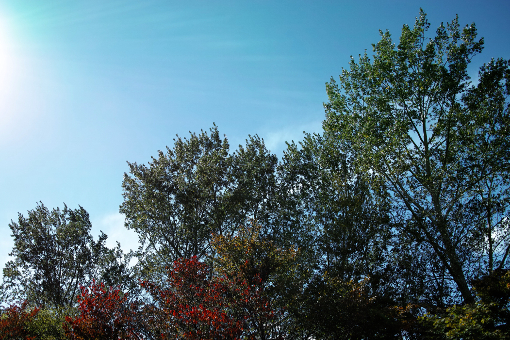 f:id:elmikamino:20161009121649j:image:w500