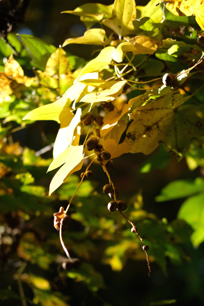 f:id:elmikamino:20161018101535j:image:h500